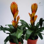 Βριέζια – Bromeliad (Bromeliaceae) - 2